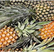 Image result for Pineapple Types