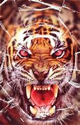 Image result for Tiger Attacking