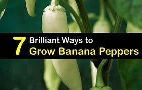 Image result for Growing Banana Peppers