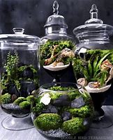 Image result for Live Moss Terrarium