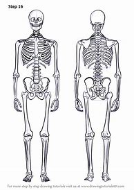 Image result for Human Skeleton Cyberdroid