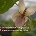 Image result for Viola odorata Sulphurea