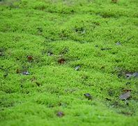 Image result for Moss Ground Covering