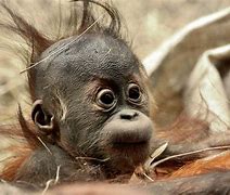 Image result for Weird Cute Baby Animals