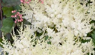 Image result for Astilbe White Wings ® (Simplicifolia-Group)