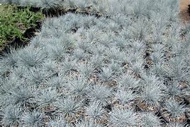 Image result for Festuca glauca Hoggar