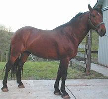 Image result for Black Thoroughbred Cross