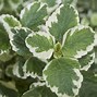 Image result for Outdoor Ivy Plant Types