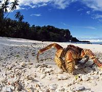 Image result for Biggest Crab Ever Found