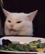 Image result for White Cat Meme GIF