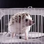 Image result for Hedgehog Cage