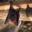 Image result for Bumblebee Bat Thailand