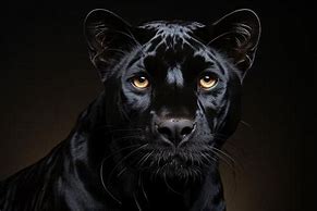 Image result for Panther Standing Side View
