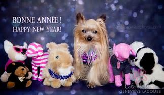 Image result for Dogs Saying Happy New Year
