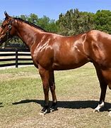 Image result for Thoroughbred Horse Breed