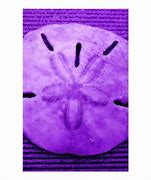 Image result for Sand Dollar ClipArt