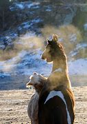 Image result for Wild Horses Winter