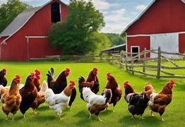 Image result for What Do Chickens Say