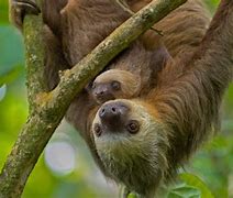 Image result for Hoffmann's Two-Toed Sloth