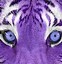 Image result for Bengal Tiger Drawing