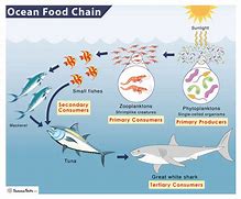 Image result for Greenland Shark Food Chain
