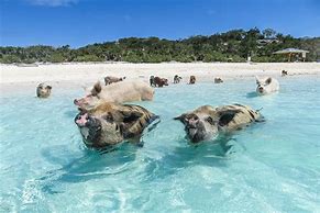 Image result for Swimming with Pigs Bahamas
