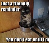 Image result for Friendly Reminder Cat