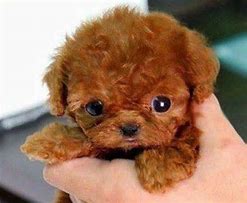 Image result for A Picture of the Cutest Puppy Ever