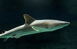 Afbeeldingsresultaten voor "carcharhinus Acronotus". Grootte: 155 x 100. Bron: www.zoochat.com