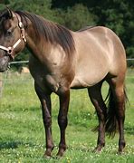 Image result for Grullo American Quarter Horse