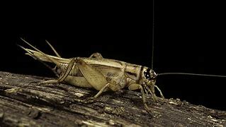 Image result for Cricket Bug Doing BBQ Image