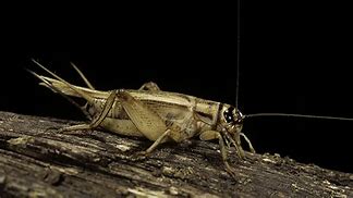 Image result for Cricket Insect Body Parts