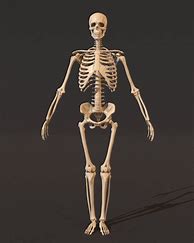 Image result for Skeleton Bones Image