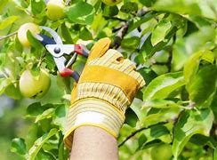 Image result for Pruning Fruit Trees Background