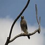 Image result for aguiluchi