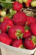 Image result for Honeoye Strawberry