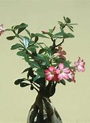 Image result for Desert Rose Plant