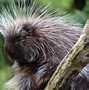 Image result for Porcupine Spiritual Meaning