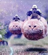 Image result for Floating Cat Meme