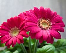 Image result for fleurs