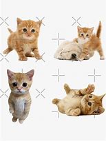 Image result for Red Bubble Cat Stickers