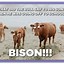 Image result for Cow Meme Song