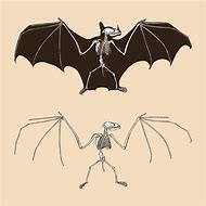 Image result for Bat Skeleton Drawing