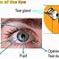 Image result for Anatomy of Sight