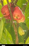 Image result for Jamaican Apple Tree