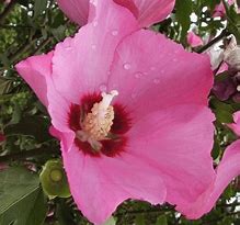 Image result for Hibiscus syr. Woodbridge