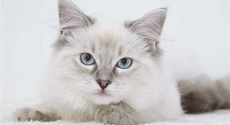 Image result for Blue Ragdoll Cat