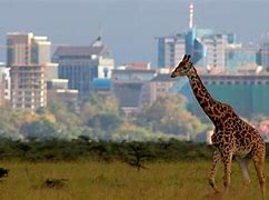 Image result for Nairobi National Park Kenya
