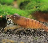 Image result for Freshwater Shrimp for Aquariums