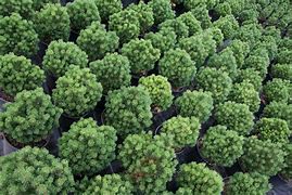 Image result for Pinus mugo Allgaeu